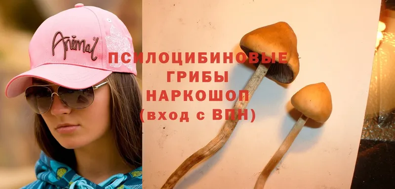 блэк спрут ССЫЛКА  Чехов  Галлюциногенные грибы Psilocybine cubensis  цены наркотик 